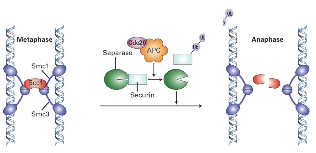 <p><strong>Securin</strong></p><ul><li><p>Sister chromatids are held together by a <strong>cohesin complex </strong>(Smc1, Smc3, Scc1).</p></li><li><p>A protein called <strong>separase</strong> can cut Scc1 to start chromatid separation—but it’s kept inactive by securin.</p></li><li><p>When APC-Cdc20 is activated, it degrades <strong>securin</strong>.</p></li><li><p>This frees <strong>separase</strong>, which cuts <strong>Scc1</strong>, a key component of the cohesin ring.</p></li><li><p>Once cut, the chromatids separate and anaphase begins.</p></li></ul><p></p><p>So, APC-Cdc20 is essential to initiate anaphase by <strong>removing the block (securin)</strong> on chromosome separation.</p>