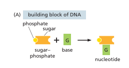<p>Building blocks of DNA and RNA:</p><ul><li><p><strong>DNA</strong>: Adenine (A), Guanine (G), Cytosine (C), and Thymine (T).</p></li><li><p><strong>RNA</strong>: Adenine (A), Guanine (G), Cytosine (C), and Uracil (U).</p></li></ul><p>Consisting of a nitrogenous base, a sugar, and a phosphate group.essential components of nucleic acids. </p>