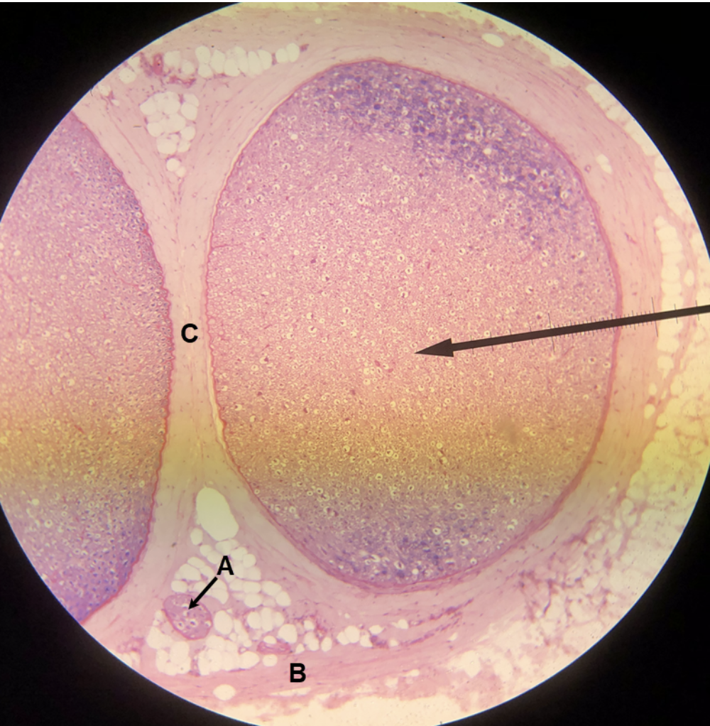 <p><span><span>In the image above, identify structures A-C.</span></span></p>