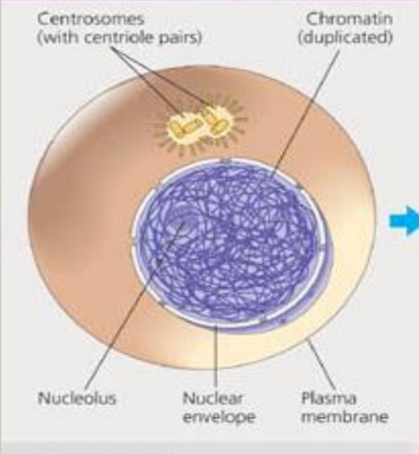 which phase is this (which kind of reproduction?)
