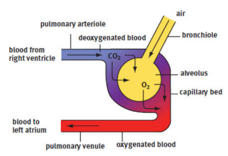 <p>tiny balloon-like structures in which gas exchange occurs at the end of bronchioles; network of capillaries surrounds to carry oxygen and carbon dioxide; an exceptionally large surface area for gas exchange, approximately 100 m2 in total</p>