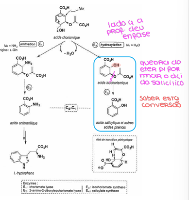 <ul><li><p>ácido corísmico</p></li><li><p>esta molécula pode sofrer aminação e dar origem a um aminoácido (L-triptofano) que irá intervir na biossíntese dos alcaloides, ou pode sofrer hidroxilação e formar ácido salicílico e outros ácidos fenólicos</p></li><li><p>pode sofrer um rearranjo pericíclico e a cadeia de carbonos ligada ao oxigénio pode ligar-se diretamente ao ciclo-hexano, formando o ácido prefénico (apartir deste podem ser sintetizados tanto L-tirosina ou L-fenilalanina)</p></li></ul><p></p>