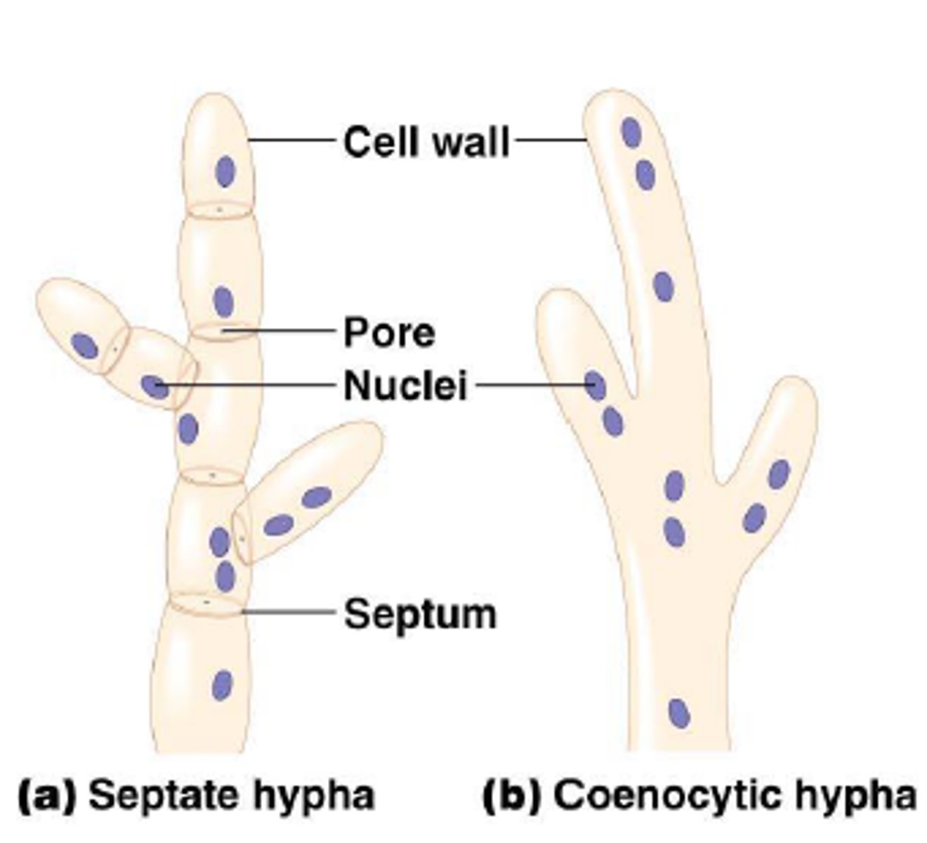 <p>they are multi-nucleate</p>