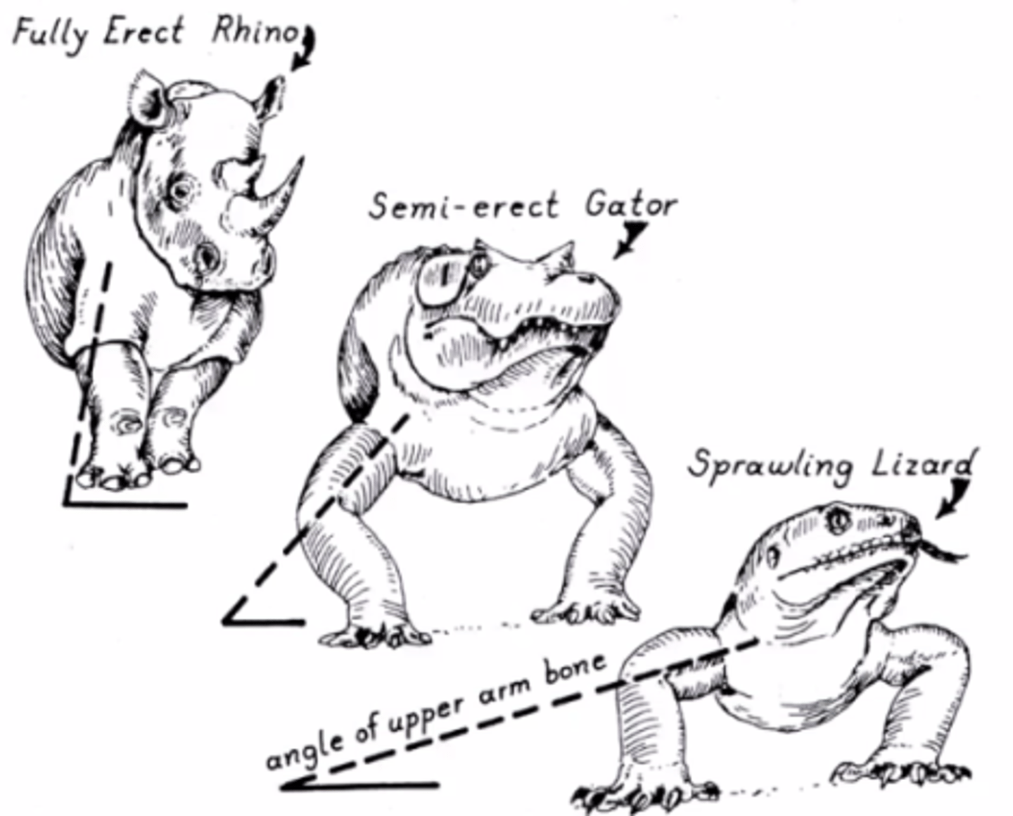 <p>Animals with a sprawling posture can't breath easily while they run.</p><p>Ex. A lizard</p>