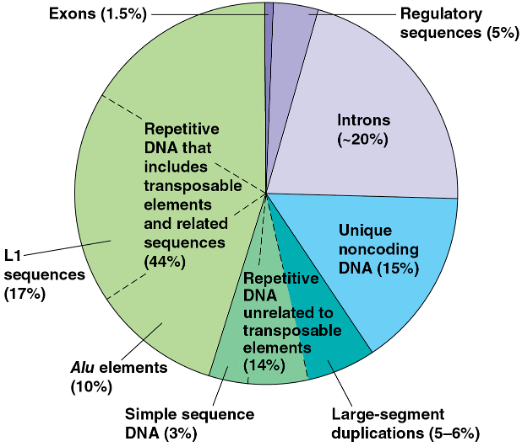 Genes occupy 25% of the human genome, but exons are only a small part of this fraction