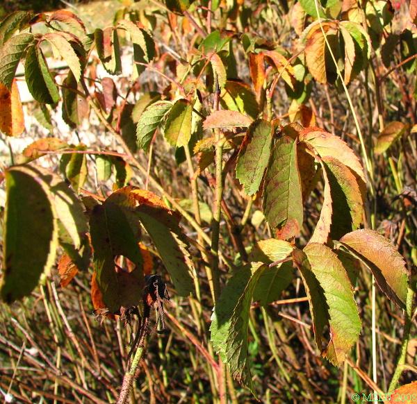 <p><span>růže keltská</span></p>