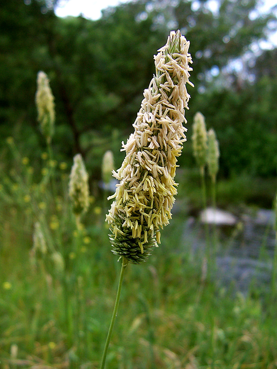 <p>Poaceae</p>