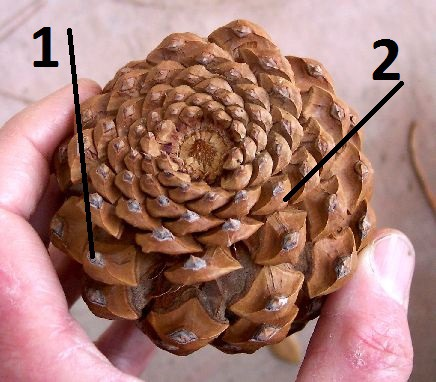 How many years has this cone taken to grow?