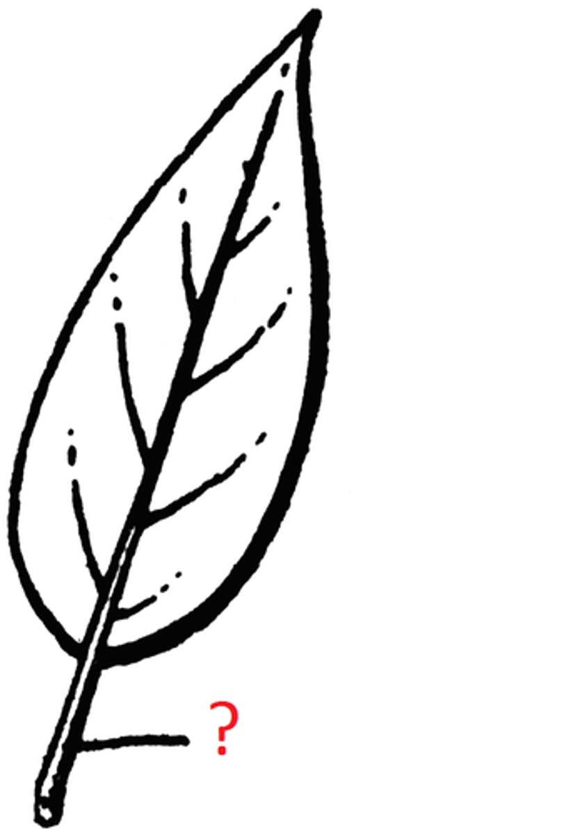 <p>what part of the leaf is this?</p>