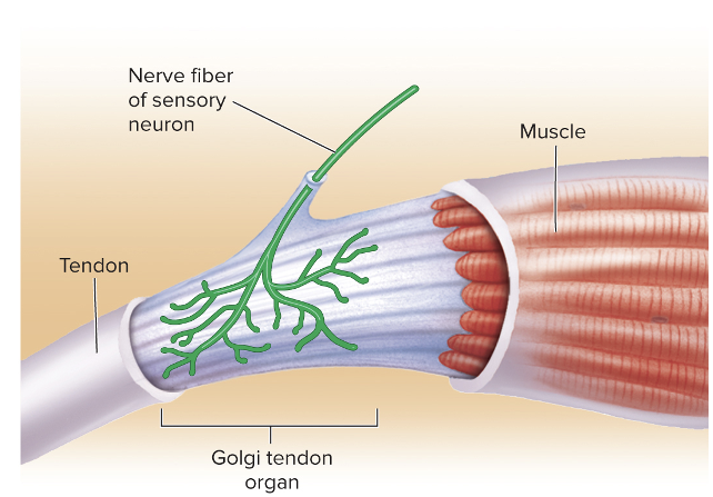 <ul><li><p>Proprioceptive receptors associated with a tendon near the junction between muscle and tendon</p></li><li><p>Activated by increased tendon tension caused by contraction of muscle or passive stretch of the tendon</p></li></ul><p></p>