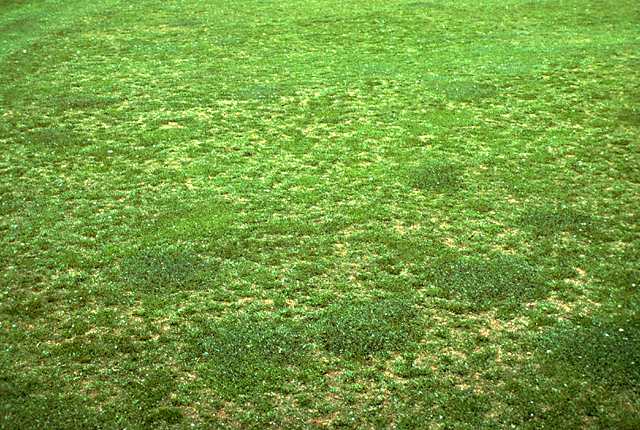 <p>Bacterial wilt microscopic signs</p>