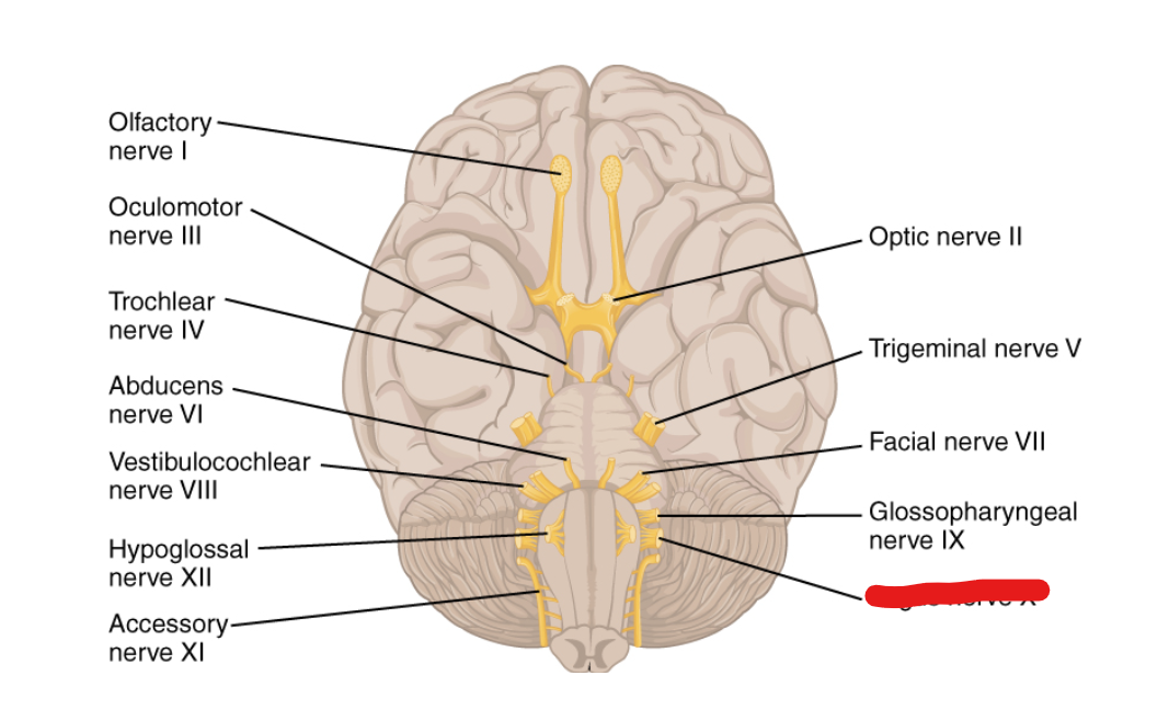 <p>What Cranial Nerve Is this? </p>