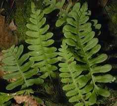 <p>Rock polypody</p>