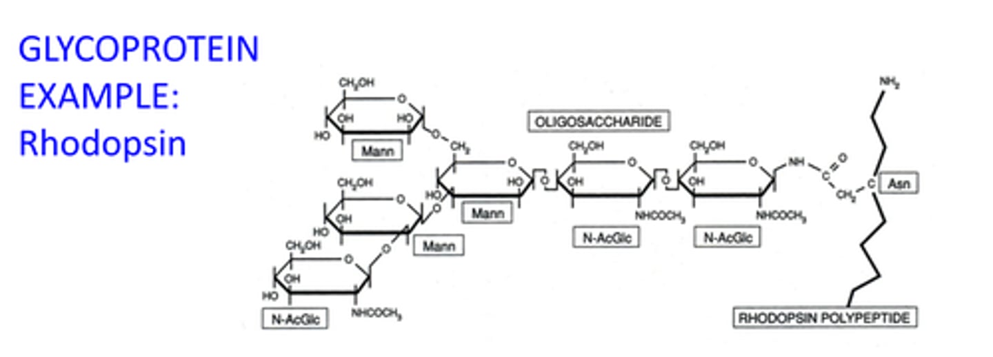 <p>Rhodopsin</p><p>-2 sites of N-glycosylation w/asparagines 2,15 on rhodopsin, entire strings of sugars added to these sites in steps</p><p>-sugar is important for entering the membrane and being in proper arrangement</p>