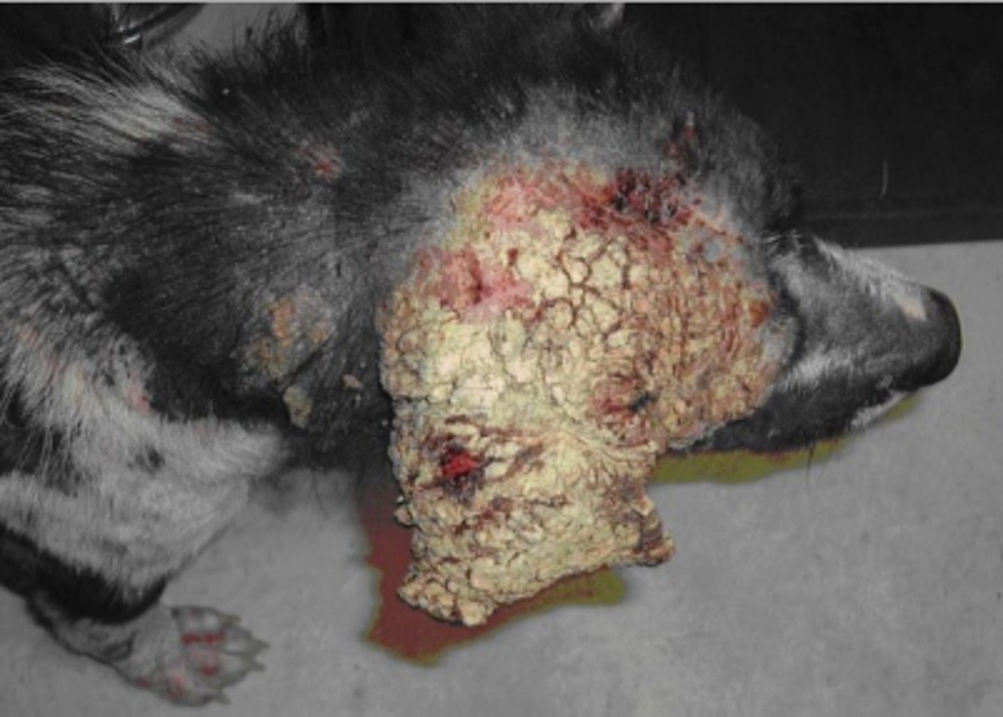 <p>What parasite is responsible for the severe oozing scabs and pruritus that is depicted in this picture?</p>