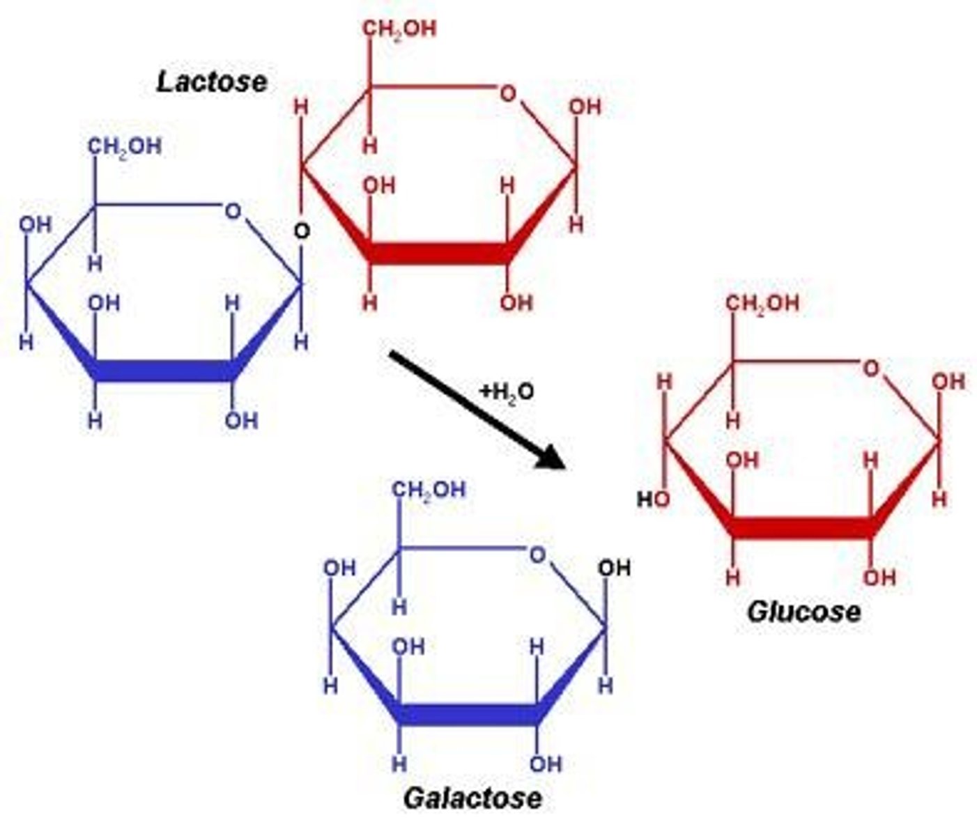 <p>β-galactosidase that hydrolyzes lactose.</p>
