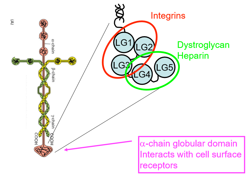 <ul><li><p>5 subdomains which are binding sites for different cell surface receptors </p></li><li><p>3D structure assemble into network, cell binding sites stick out </p></li></ul><p></p>