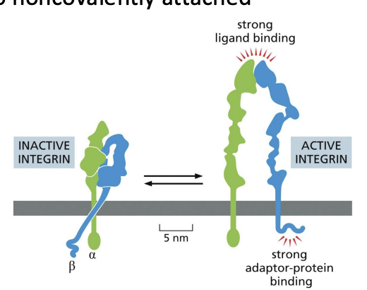 <p>proteins that are composed of two noncovalently attached glycoprotein subunits (alpha and beta).</p><p></p><p>N-terminals associate with ECM proteins or proteins on other cells, while short C-terminal tail interacts with actin through adaptor proteins</p>