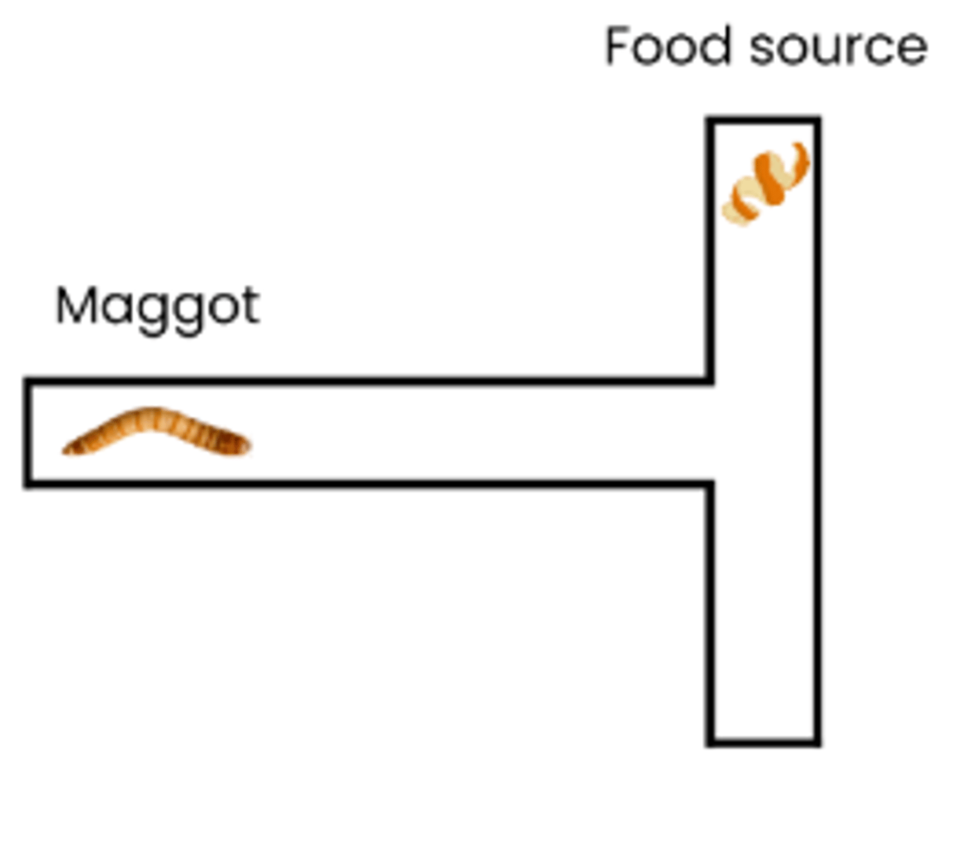 <p>1. Change environment at one end of T shape eg. add food source</p><p>2. Place animal eg. maggot in stem of T</p><p>3. Record whether animal turns towards or away from food source</p><p>4. Repeat with a large number of maggots (remember to wipe / clean maze between trials)</p><p>5. Repeat with food on other side of T</p>