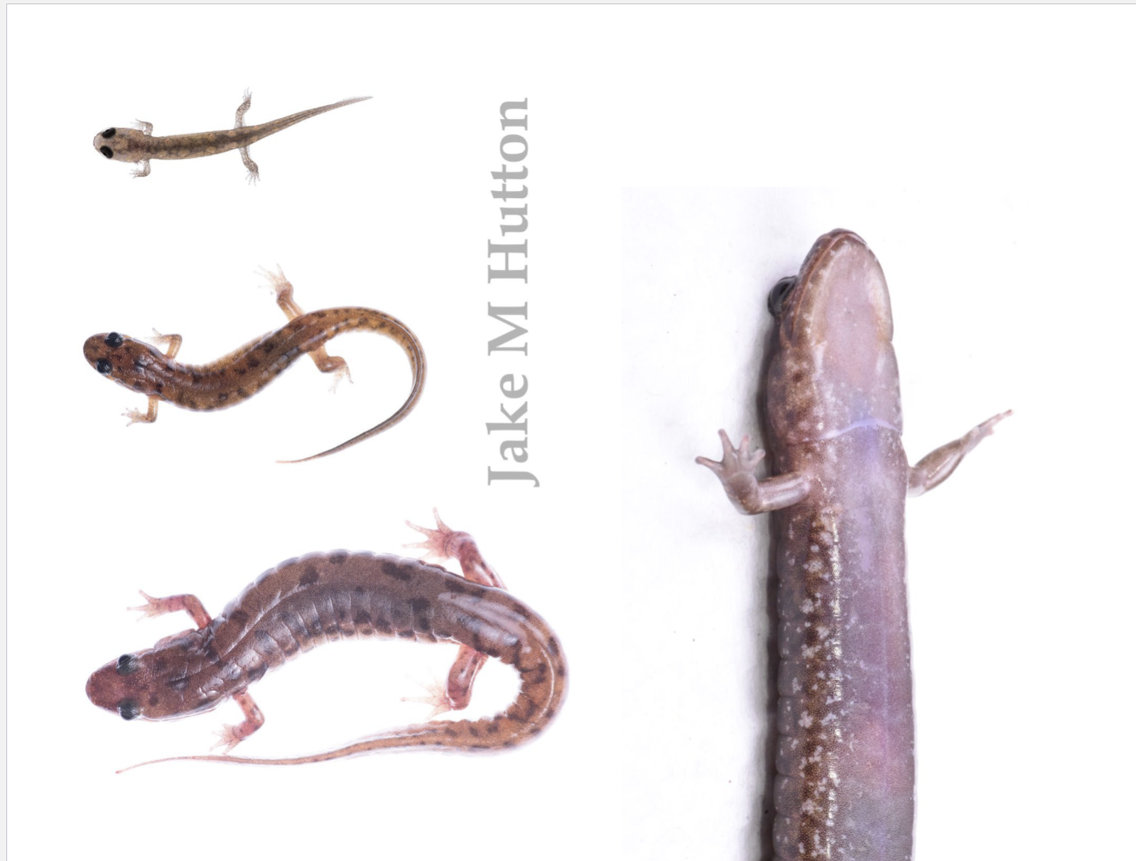 <p>Keeled tail; Bold dorsum pattern and</p><p>pale white to light gray venter; Poppy eyes;</p><p>14 CG; some populations with dark toe tip, E. KY</p>