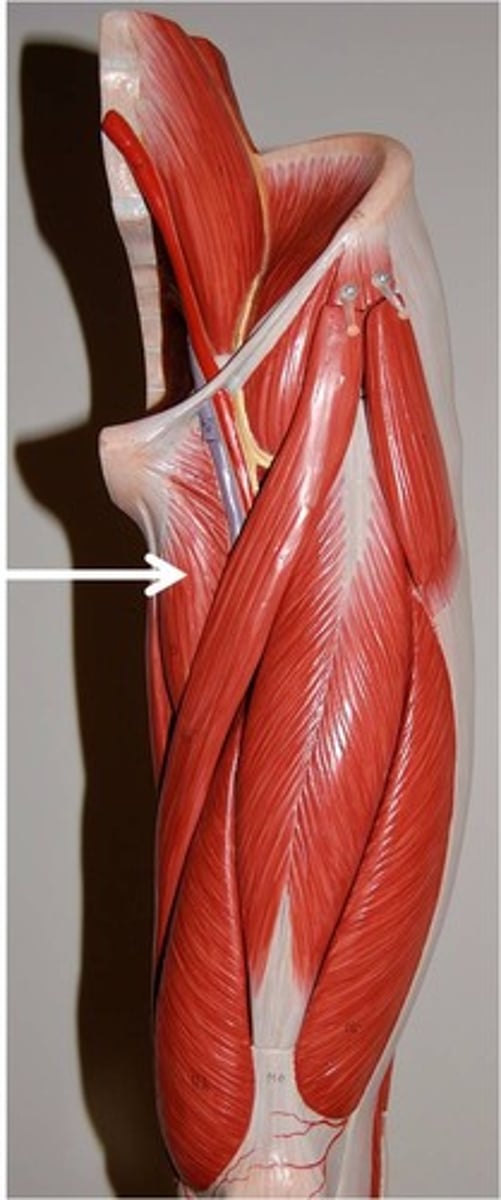 <p>adducts, flexes, and medially rotates thigh</p>