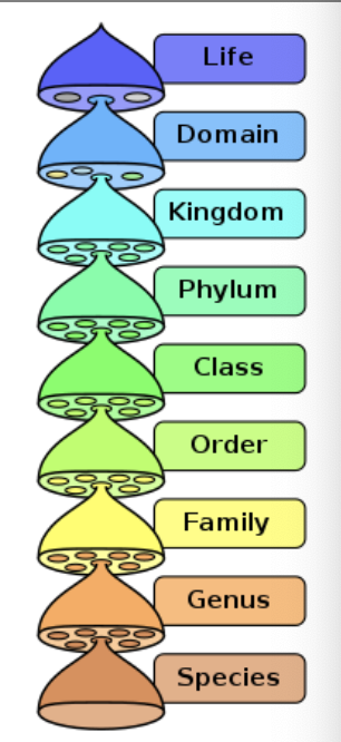<ul><li><p><strong>Def: </strong>the science of communicating evolutionary relationships </p><ul><li><p>the process of naming, defining, and classifying groups of organisms </p></li><li><p>relies on phylogeny to help establish &amp; define monophyletic taxa </p></li></ul></li><li><p>has a hierarchical system of classification</p></li></ul><p></p>