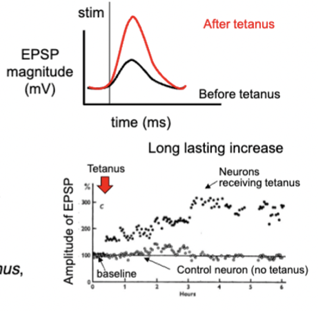 <ol><li><p>stimulate presynaptic axons at low frequency to get subthreshold EPSP, establish baseline</p></li><li><p>stimulate axons at high frequency and gets lots of action potentials in postsynaptic neuron</p></li><li><p>axons at low frequency again, but EPSP is much bigger than before</p></li></ol><p>input is stronger → larger EPSP → more likely to evoke AP</p><p>dependent on NMDA receptors (glutamate) - blocking prevents new LTP in hippocampus</p><p></p>