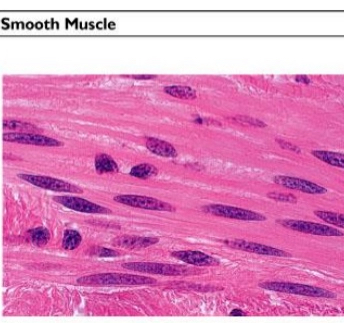 <ul><li><p>Smooth muscle cells</p></li><li><p>Location: digestive system</p></li></ul><p></p>