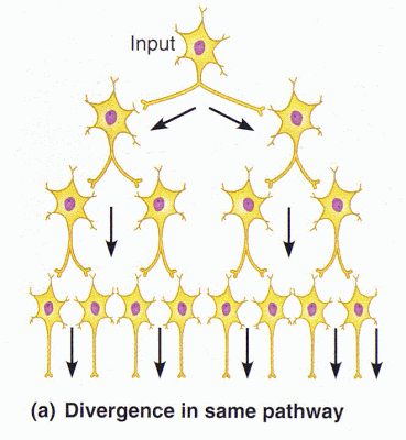 An input signal spreads to an increasing number of neurons as it passes through successive neuros in its path