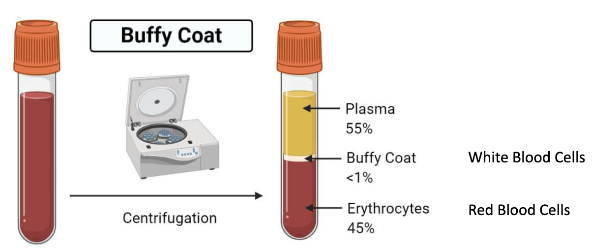 <ul><li><p>Centrifuged blood separates into layers:</p><ul><li><p><strong>55% plasma</strong> (top)</p></li><li><p><strong>&lt;1% buffy coat</strong> (WBCs + platelets)</p></li><li><p><strong>45% erythrocytes (RBCs)</strong></p></li></ul></li><li><p>WBCs sit in the pale “buffy coat”</p></li></ul><p></p>