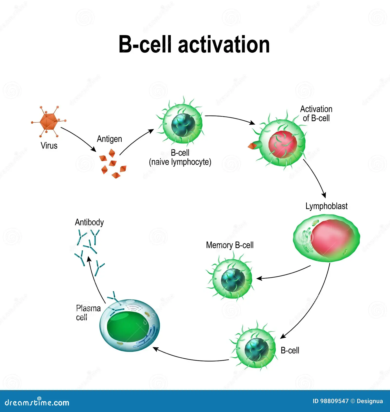B cells