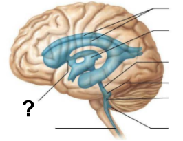 <p>From the lateral ventricles, <strong>CSF flows through</strong> which structure, labeled “<strong>?</strong>”, to reach the third ventricle?</p>