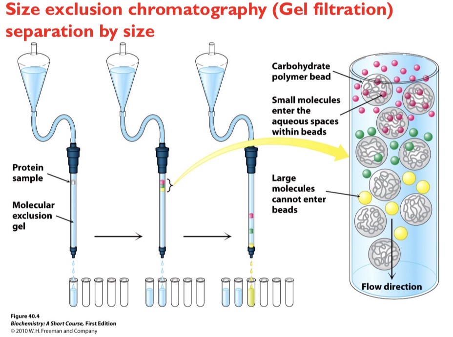 <p>Separation by size. Smaller molecules become trapped in porous beads while larger molecules bypass the pores and elute from the column first. </p>