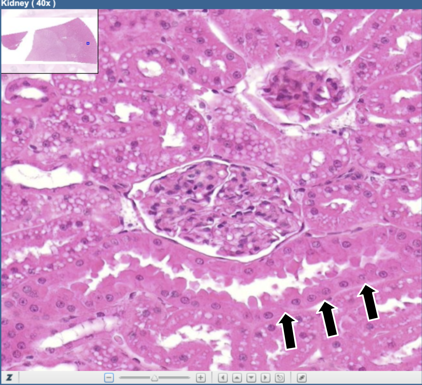 knowt flashcard image