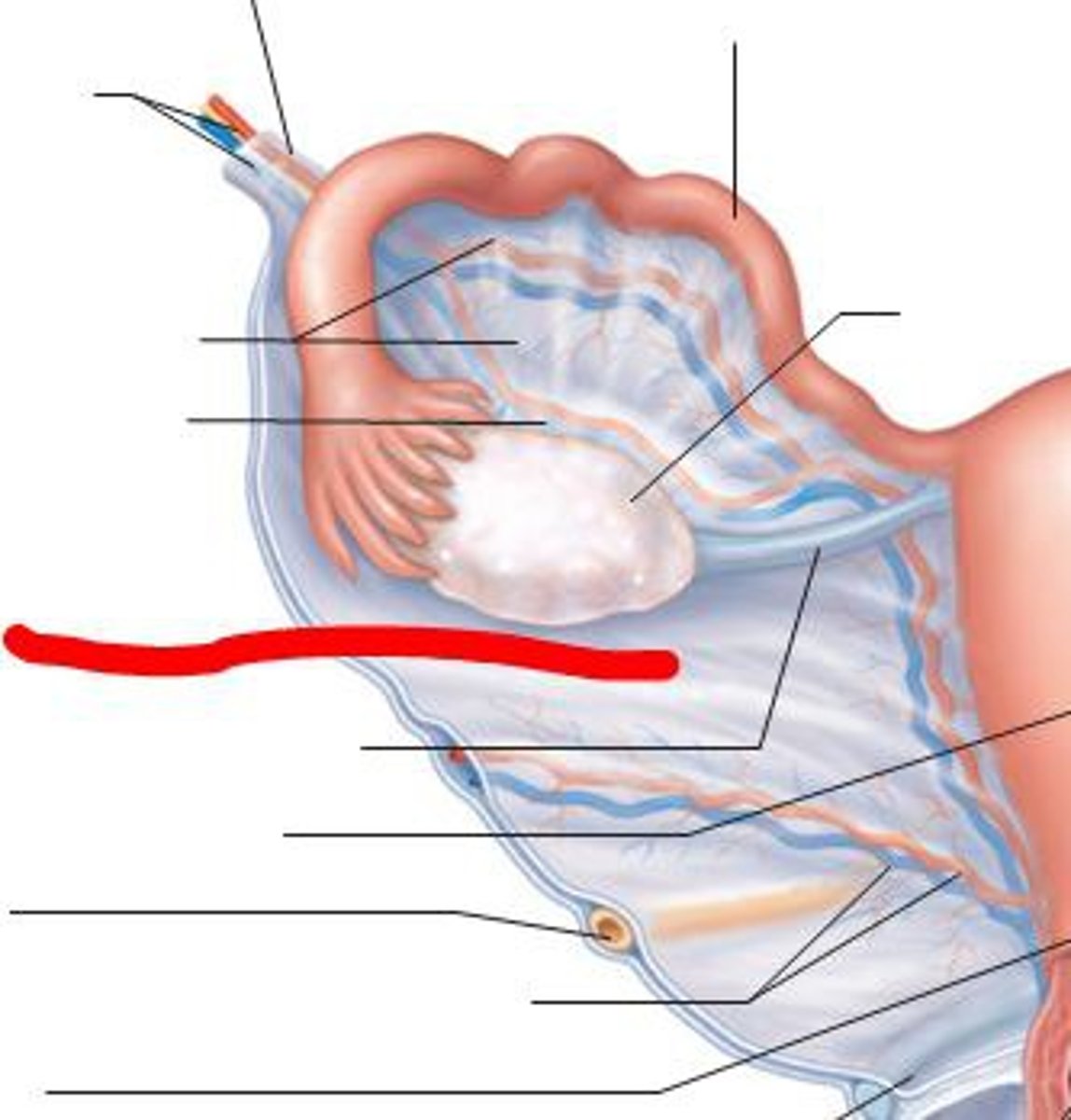 <p>What structure is labeled in the female rabbit reproductive image?</p>