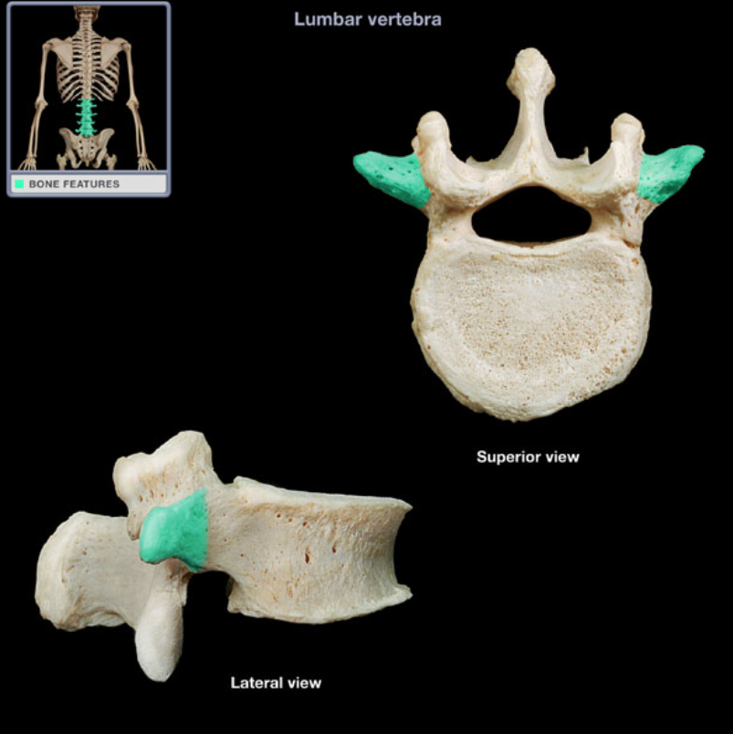 <ul><li><p>Location: Lateral aspect of lumbar vertebra</p></li><li><p>Description: Prominent, paired, laterally-directed process</p></li><li><p>Comment: Provides attachment for intrinsic back muscles and ligaments</p></li></ul><p></p>