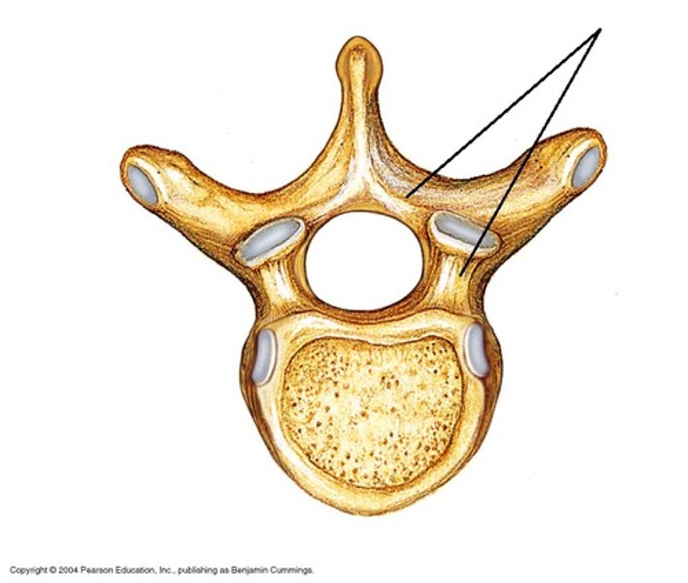 <p>arch formed from the joining of all posterior extensions from the vertebral body</p>