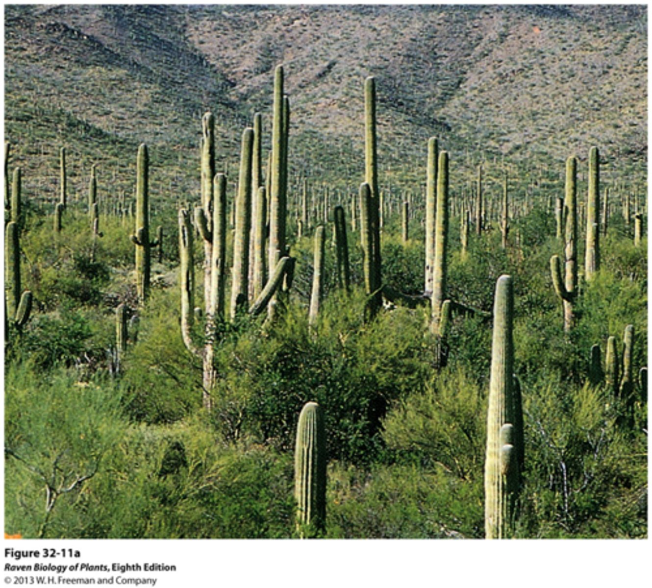 <p>- thick waxy skin is waterproof preventing water loss</p><p>- covered in bristles to prevent grazing by predators</p><p>- single long taproot which that sends it down to retrieve deep water but also a massive shallow root system to absorb occasional rainwater.</p><p>- water that is taken up is stored in sponge-like tissue and maintains low water needs until next rainfall.</p>