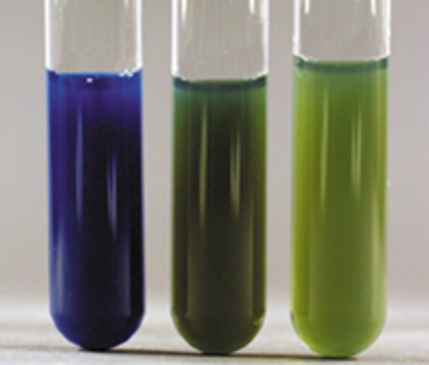 <p>MALONATE UTILIZATION TEST</p><p>A dark blue color indicates . . .</p>