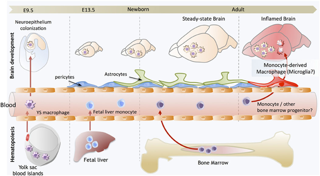 <ul><li><p>erythromyeloid progenitors derived from yolk sac (not part of the embryo but has stem cells) give rise to all macrophage population</p></li><li><p>colonise the brain (whilst the BBB is open)</p></li><li><p>after closure we cant get cell migration to the brain</p></li><li><p>foetal liver main heamopoetic organ giving rise to cells</p></li><li><p>they eminate from the liver, colonise the other organs and develop macrophage populations</p></li><li><p>in the brain microglia are sustained by cell renewal, whilst in other organs macrophages can eb replaced by bone marrow stem cells </p></li><li><p>in cases of damage to BBB some macrophages might enter the brain and differentiate into microglia like cells</p></li></ul><p></p>