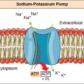 <p>Sodium-potassium pump</p>