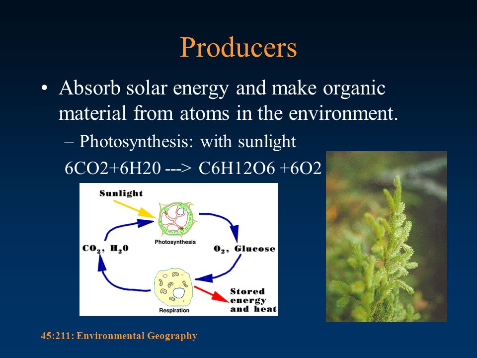 <p>Producers (Plants)</p>