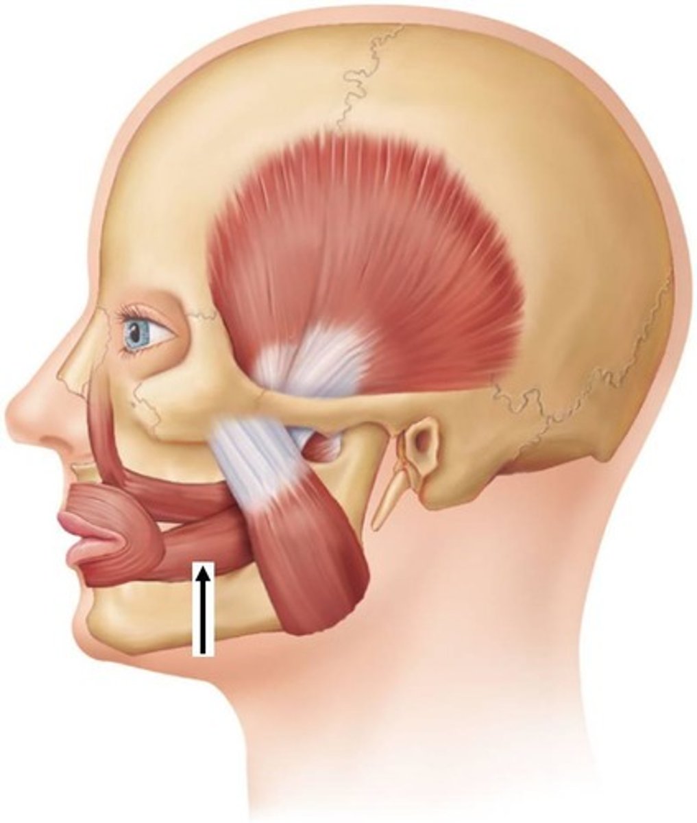 knowt flashcard image