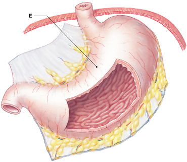 <p>Which region of the stomach is indicated by Letter "E"? </p>