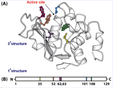 <p>A small pocket in the native 3D tertiary structure of a protein where substrate molecules bind reversibly.</p>