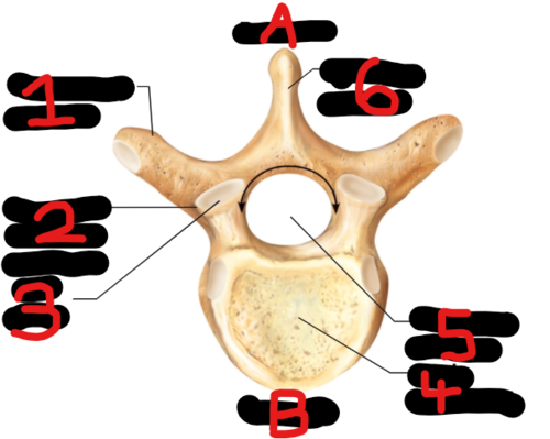 <p><span style="font-family: Arial, sans-serif">Name the bone marking found at 6</span></p>