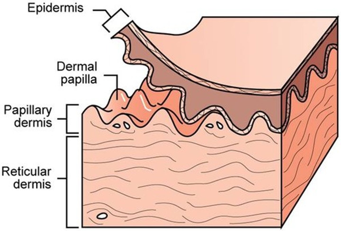 <p>Deeper layer of the dermis; made of dense connective tissue</p>