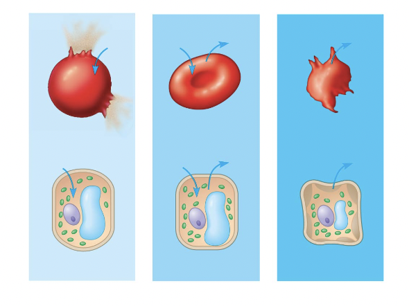 <p>red blood cell 1</p>