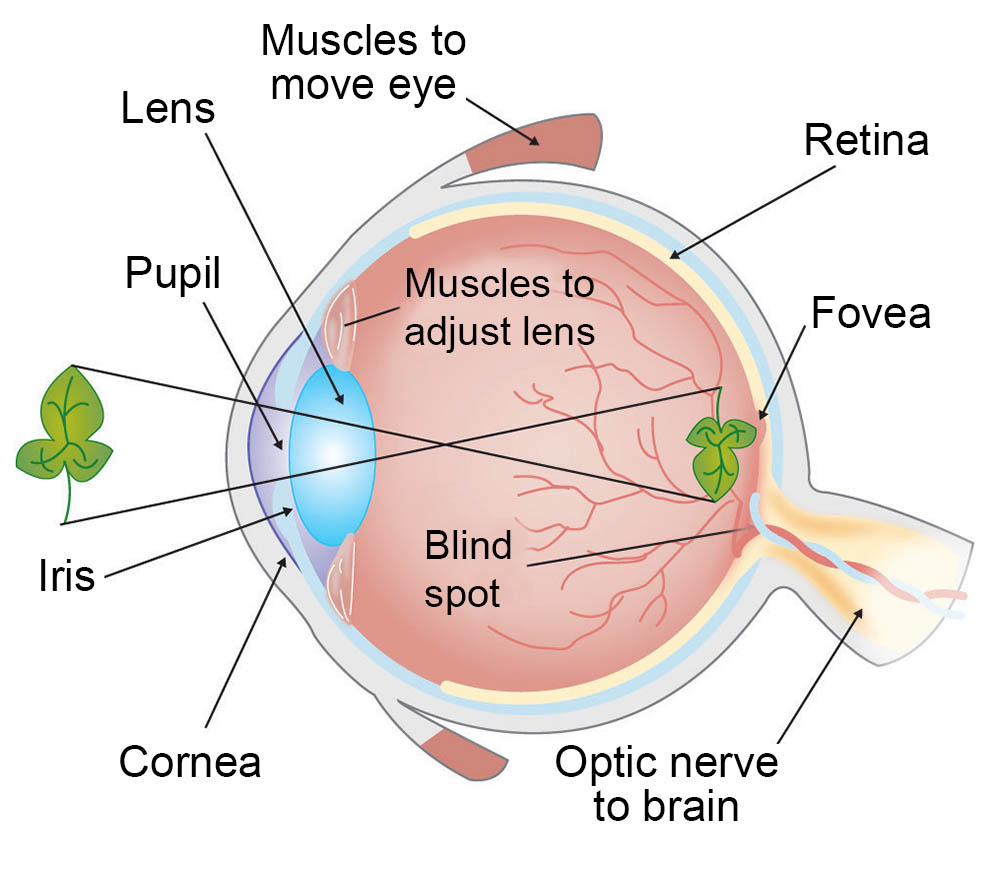 <p>Round, dark center of eye, which opens and closes to regulate amount of light the retina receives</p>