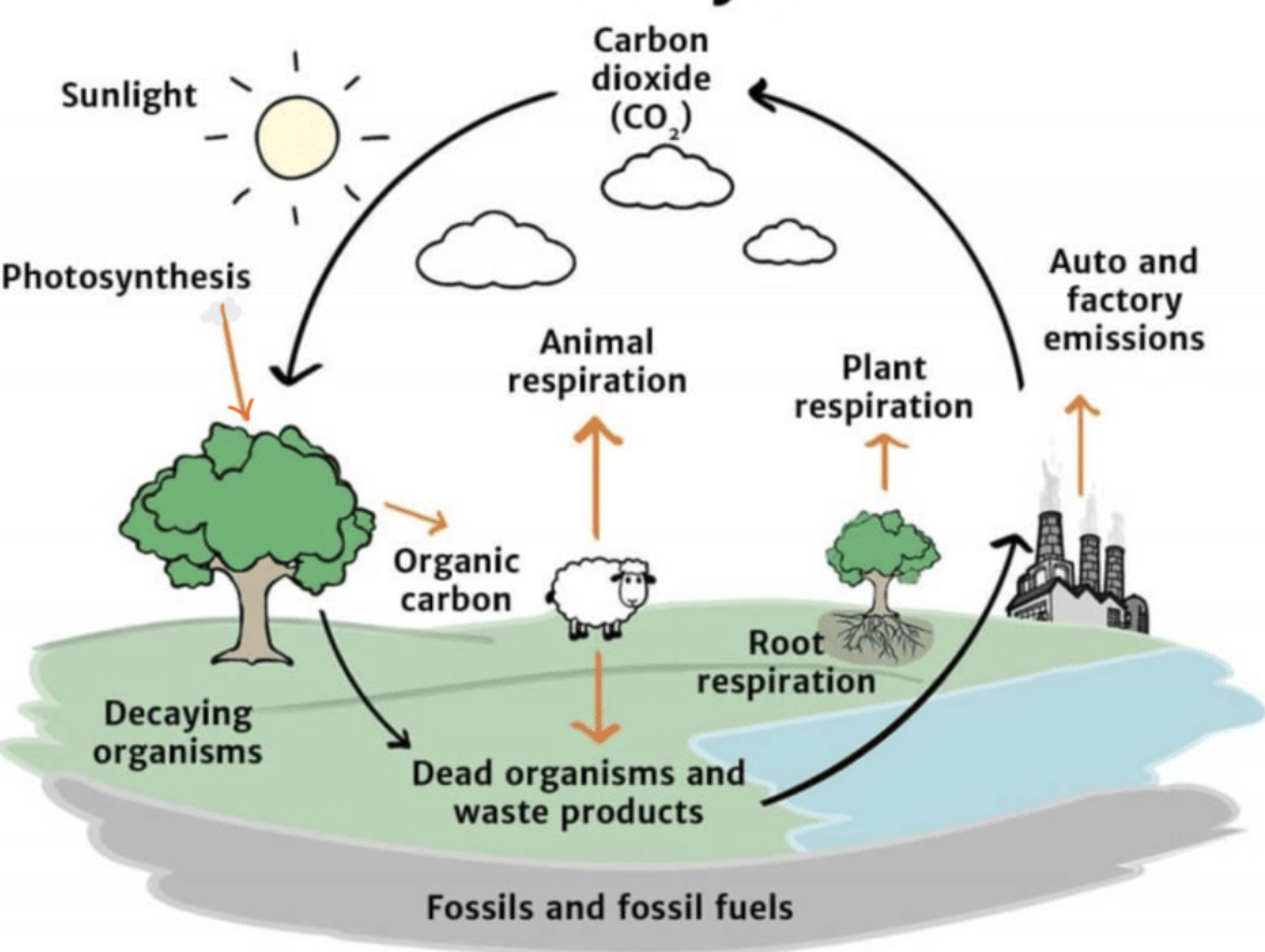 <p>Carbon Cycle</p>